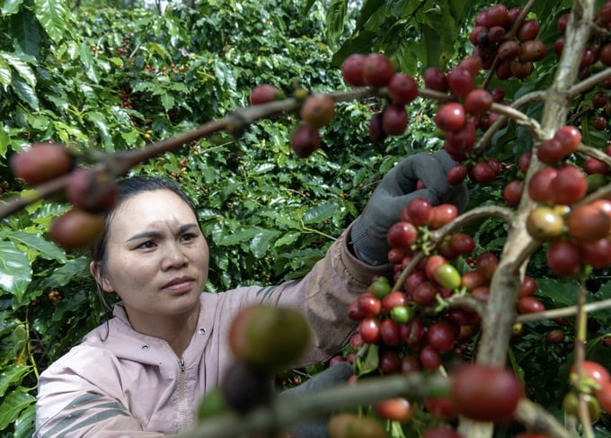 Giá cà phê trong nước có xu hướng giảm